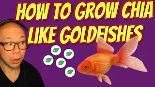 How to get more Chia like Goldfishes? Easter Surprise