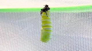 Monarch Caterpillar Changing Into a Chrysalis 4K, Up Close, Real Time