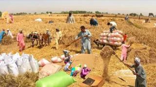 Incredible Traditional Village Life Pakistan | Wheat Harvesting Method with Oxen | Old Culture Punja