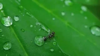 Ant and Aphid | Stock Footage - Videohive