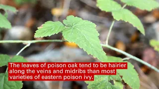 Homegrown | How to Identify Poison Ivy, Poison Oak and Poison Sumac