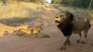An Incredible Fight of Dominance Over Food Among the Lions, Lionesses and Cubs