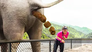 elephant poops at the WORST time..