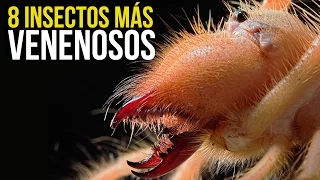 8 Insectos MÁS PELIGROSOS Del Mundo Mundial xD