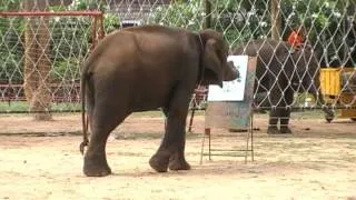 THAILAND ,SURIN ELEPHANT GOT TALENT (amazing)