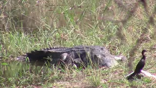 Nile Crocodile Hunt with Cabassa Safaris - Dec 2015