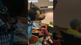 This dog attends college classes 😂