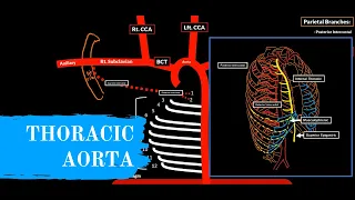 Arteries of the Thorax (Thoracic Aorta)