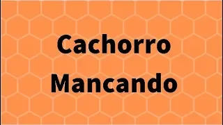 Cães e Gatos Mancando O Que Fazer? Anti inflamatório e Analgésico Pode Dar Muito Tempo?