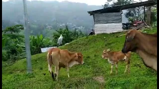 native na baka croses brahman ang ganda ng resulta,  tapang dugo ng brahman nakukuha sa lalaki