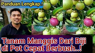 Cara Menanam Manggis di Pot Agar Cepat Berbuah dan Lebat Buahnya, Cara Menanam Manggis Dalam Pot..!