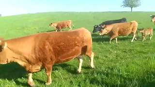 wypęd krów na pastwiska