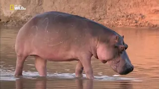 NatGeo Wild   Turf War Lions and Hippos    National Geographic