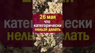 26 мая народный праздник день Лукерьи Комарницы. Что нельзя делать. Народные приметы, традиции