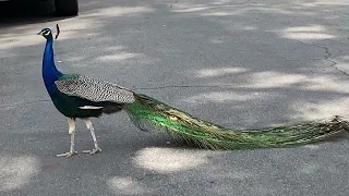 Peafowl Enjoy a Couple of Nice, Warm Days