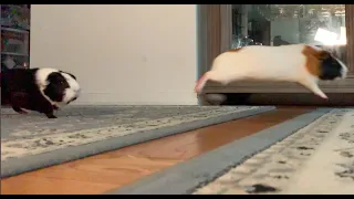 Slow motion of guinea pigs running and jumping