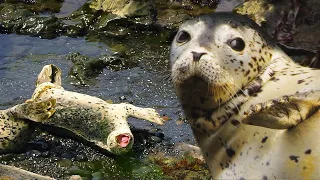 Spotted Seal or Larga Seal - Life On The Kuril Islands | Film Studio Aves