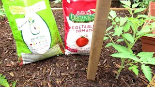 How to Grow Large Beefsteak Tomatoes:  Get Them Ready, Mulching,  Pruning, Staking, Fertilizing 2of6