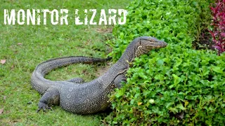 World's Deadliest Monster Lizards || Monitor Lizard 🦎🦎