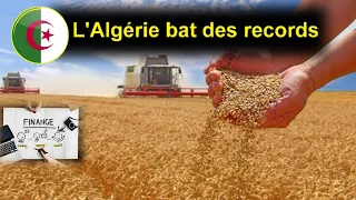 🇩🇿 Algérie : la moisson du blé du Sahara s’annonce record en 2024