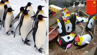 Zoo in China tricks zoo-goers into paying money to see inflatable penguins - TomoNews