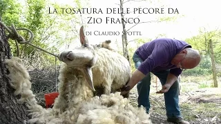 La tosatura delle pecore da zio Franco