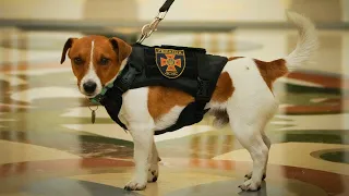 Patron the bomb sniffing dog cements his hero status with a presidential