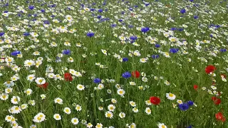 Wildflower meadows