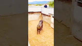 Impressive power of a black Bull -By eltoreoysusombra(tt)#shorts#viral#bullet#cow#action#trending