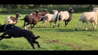 dog harass sheep but protected by donkey