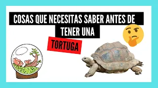 COSAS que DEBES SABER ANTES de tener una TORTUGA como MASCOTA