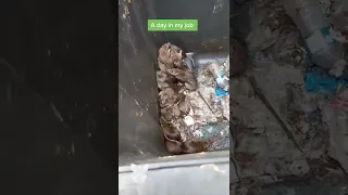 Rats Attack From Trash Bin