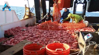 Amazing Gill Net Fishing Line Catch Hundreds Tons of Fish - Amazing Big Catching on The Sea @FISH_TV