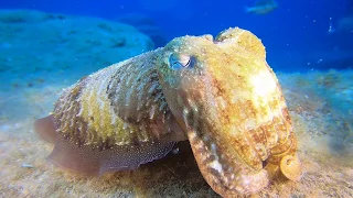 Scuba diving Tenerife, Canary Islands 2018