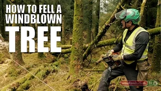 How to Fell a Windblown Tree