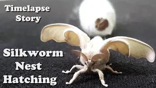 SUPER EXCITED Cute Cocoon Hatching Adventure You Have Ever Seen | Pet Silkworm cocoon | Silk Bug