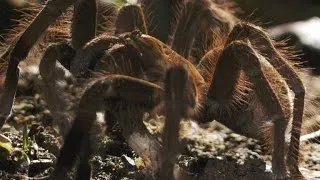 World's Biggest Spider Gobbles Down an Unsuspecting Lizard