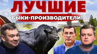 Лучший бык-осеменитель для молочной фермы! Как генетика повышает доход с коровы? Андрей Даниленко