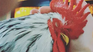 This chicken just wanted to be treated like a dog