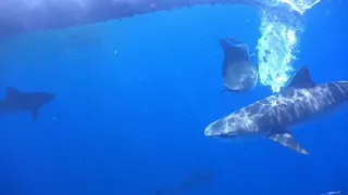 Rare event of Tiger shark attack in Maldives Divers find +40 big tiger sharks feasting on a whale