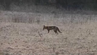 Líška obyčajná , Red Fox (Vulpes vulpes)