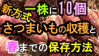 一株に１０個・新方式にも手応え。さつまいも収穫と保存・自然農法