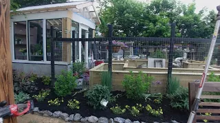 Planting Annuals Along The Greenhouse ( Coleus, Lantana, Black eyed Susan, Supertunia Vista Mini)