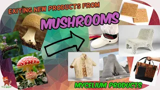 The mind blowing future business behind mushroom / mycelium