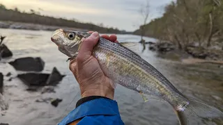 Chain Bridge Potomac River (Herring and Shad) April 2024 (once a year) return to spawn