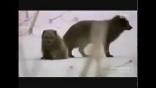 Arctic Fox Couple Frolic in Snow