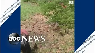 Ducklings jump out of firefighter's helmet to be reunited with mom