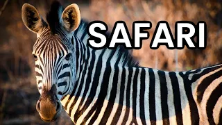 EVERYTHING you need to know before you go on SAFARI | African safari tour | Travel Africa