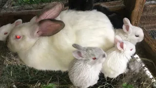 como destetamos a nuestros conejitos