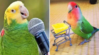 Baby Animals 🔴 Funny Parrots and Cute Birds Compilation (2020) Loros Adorables Recopilación #11